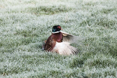 View of a bird on field