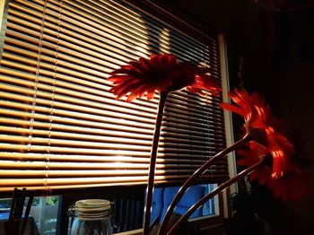 Low angle view of red flower in illuminated room