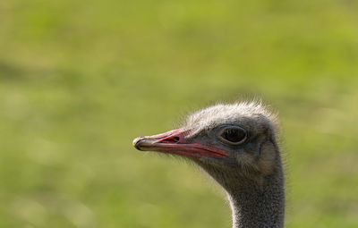 Ostrich profile and green background