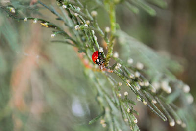 Close-up of insect on plant