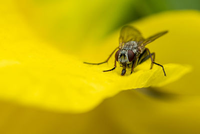 Close-up of fly on flower