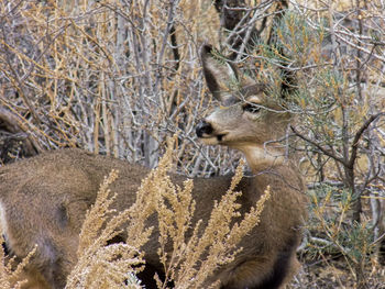 Side view of deer