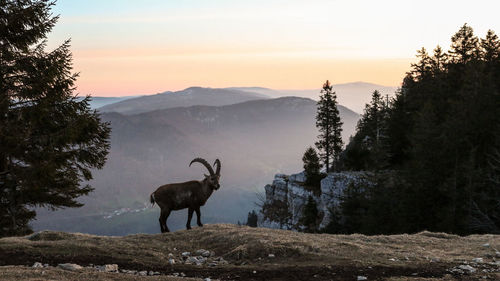 Deer standing against mountain range during sunset