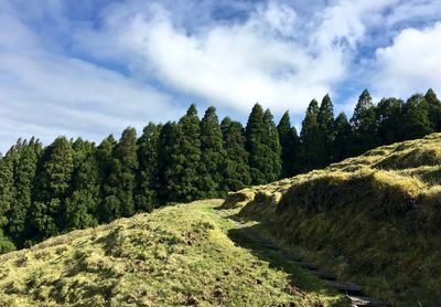 Panoramic view of trees on landscape against sky