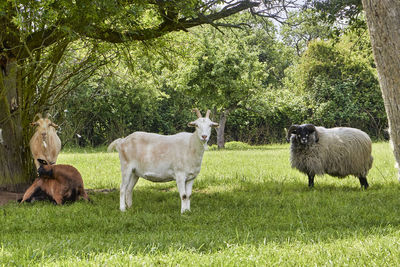 Sheep standing in a field