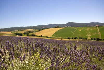 Scenic view of grassy field against clear sky