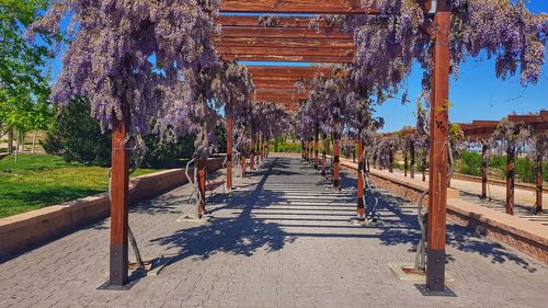 Trees by footpath