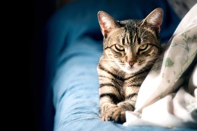 Close-up of tabby cat sitting on floor