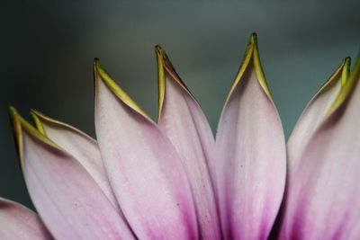 Close-up of lotus water lily 