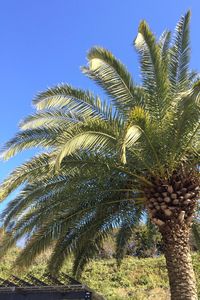 Low angle view of palm trees against clear sky