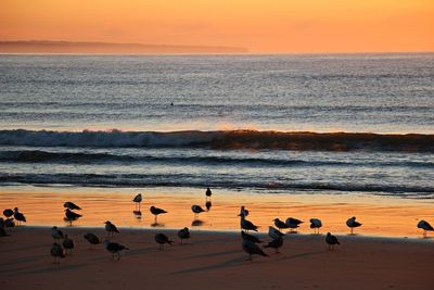 Birds on beach against sky during sunset