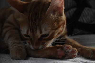 Close-up of cat sleeping