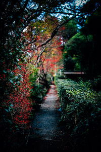 Autumn trees and plants in park