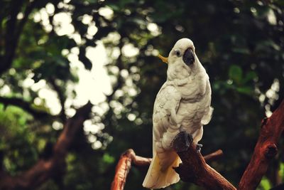 Low angle view of bird perching on branch