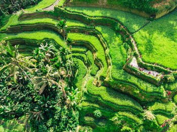 Scenic view of agricultural field