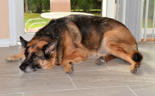Dog resting on floor at home