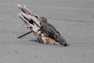 Close-up of lizard on sand