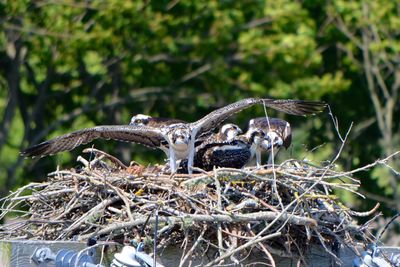 Close-up of ospreys on bird nest