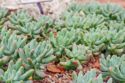 High angle view of succulent plant