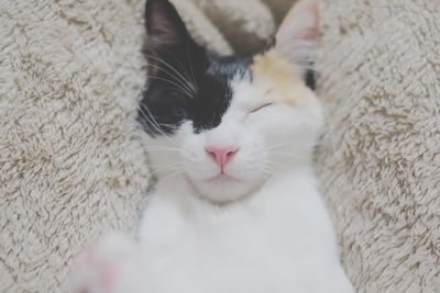 Close-up of cat sleeping