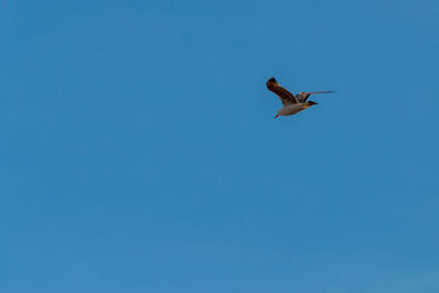 Low angle view of seagull flying in sky