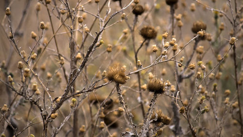 Close-up of thistles grove in the sunset light , a late summer day in the dobrogea steppe.