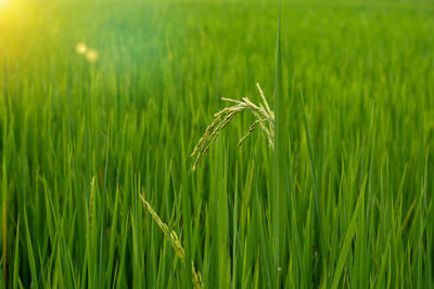 Close-up of wheat growing on field