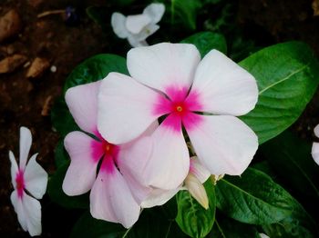 Close-up of pink flowers