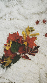 High angle view of maple leaves on land