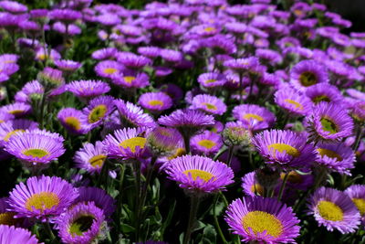 Close-up of purple flowers blooming outdoors