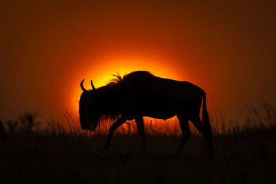 Blue wildebeest