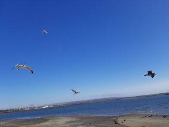 Seagulls flying over beach against sky