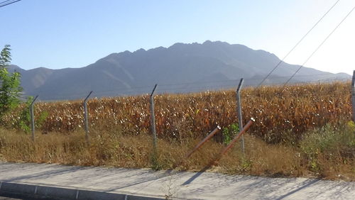 Plants growing on field by mountains against clear sky