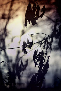 Low angle view of silhouette bird on tree against sky