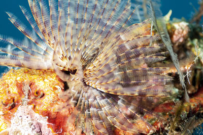 Close-up of fish underwater