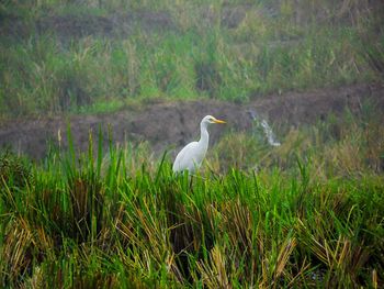 High angle view of gray heron perching on grass