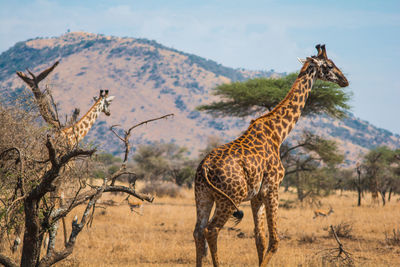 Giraffe standing on landscape against sky