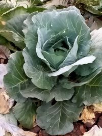 High angle view of green leaves on land