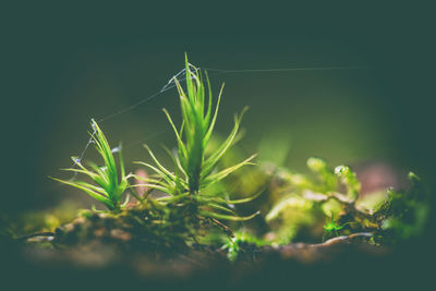 Close-up of fresh green plant