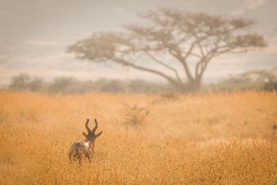 View of deer on field