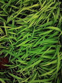 Full frame shot of green leaves