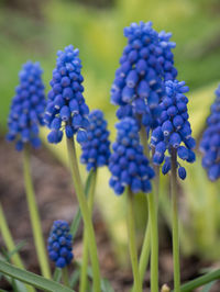 Close-up of purple flowering plants