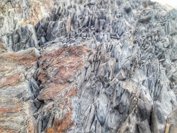 Full frame shot of tree trunk