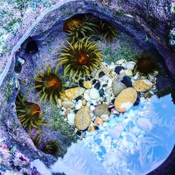 Close-up of flowers in water