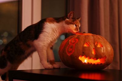 Cat looking at illuminated jack o lantern