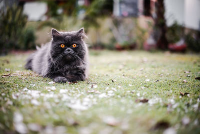 Portrait of black cat relaxing outdoors