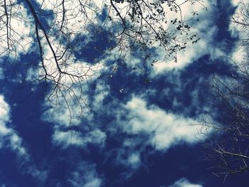 Low angle view of trees against sky