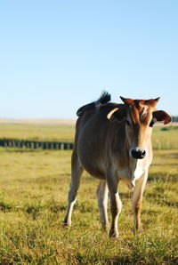 Cow standing in a field
