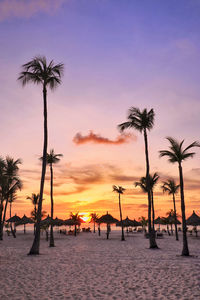 Silhouette palm trees mambo beach aruba