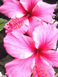 Close-up of pink hibiscus blooming outdoors